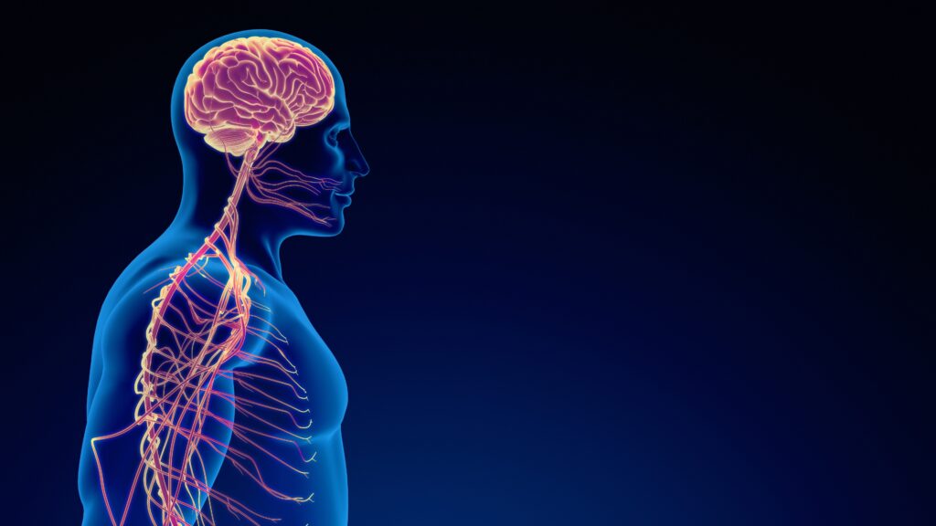 aixial group - central nervous system