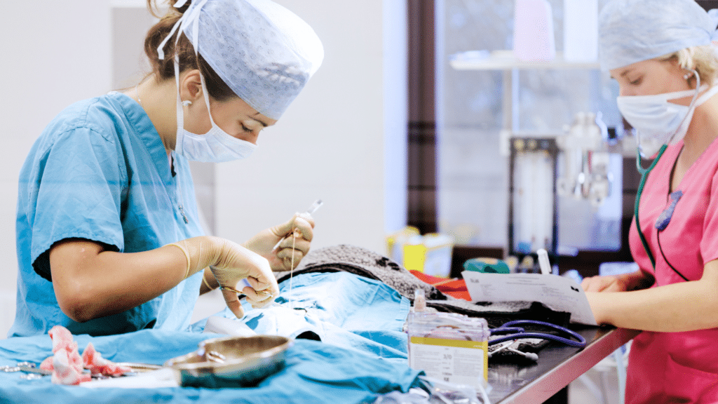 Veterinarian performing a surgical procedure in a veterinary clinic.